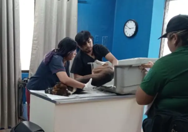 Mujer atropella a un perro en Kanasín y se niega a cubrir gastos veterinarios