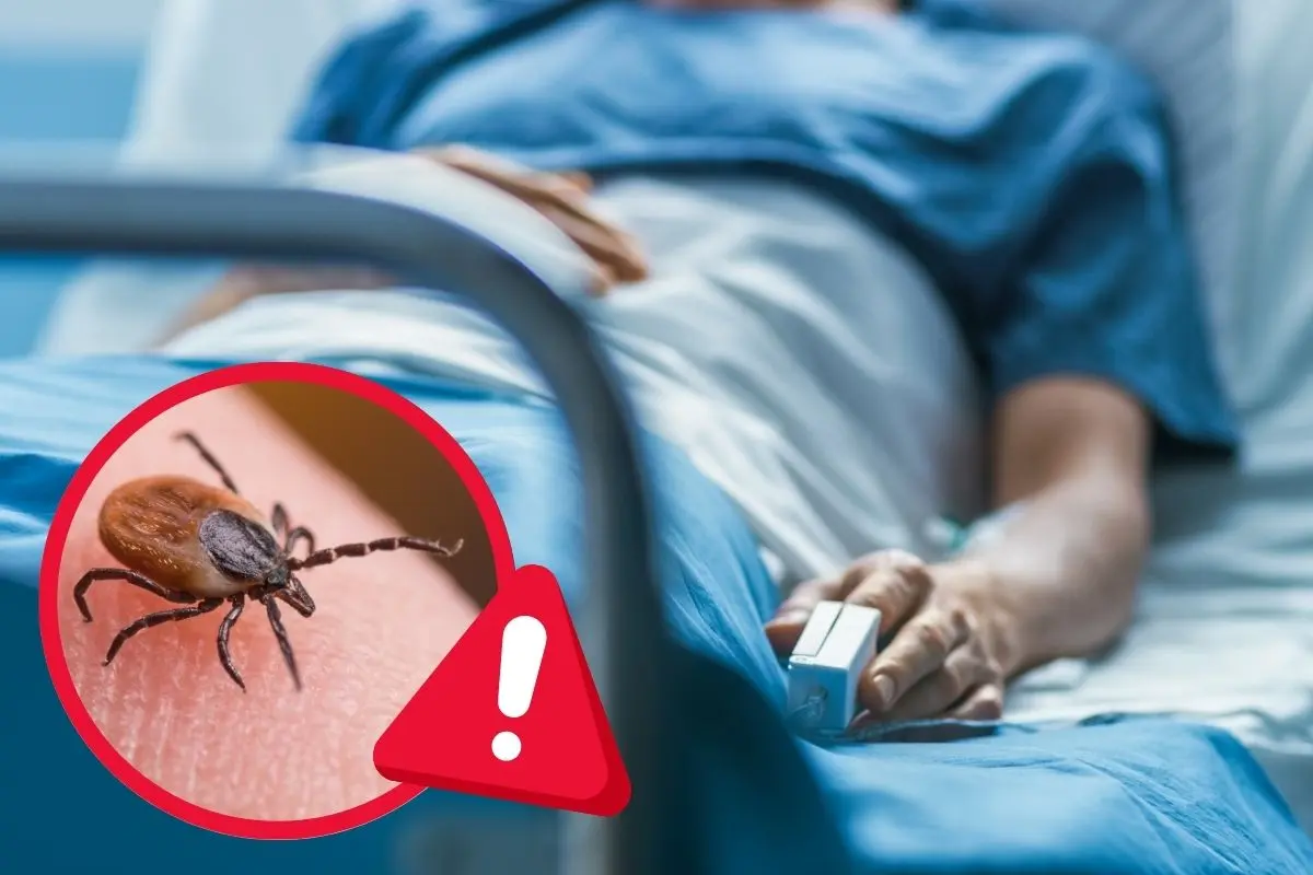 Estos son los casos de rickettsia que han causado bajas en el estado / Foto: Composición de Canva