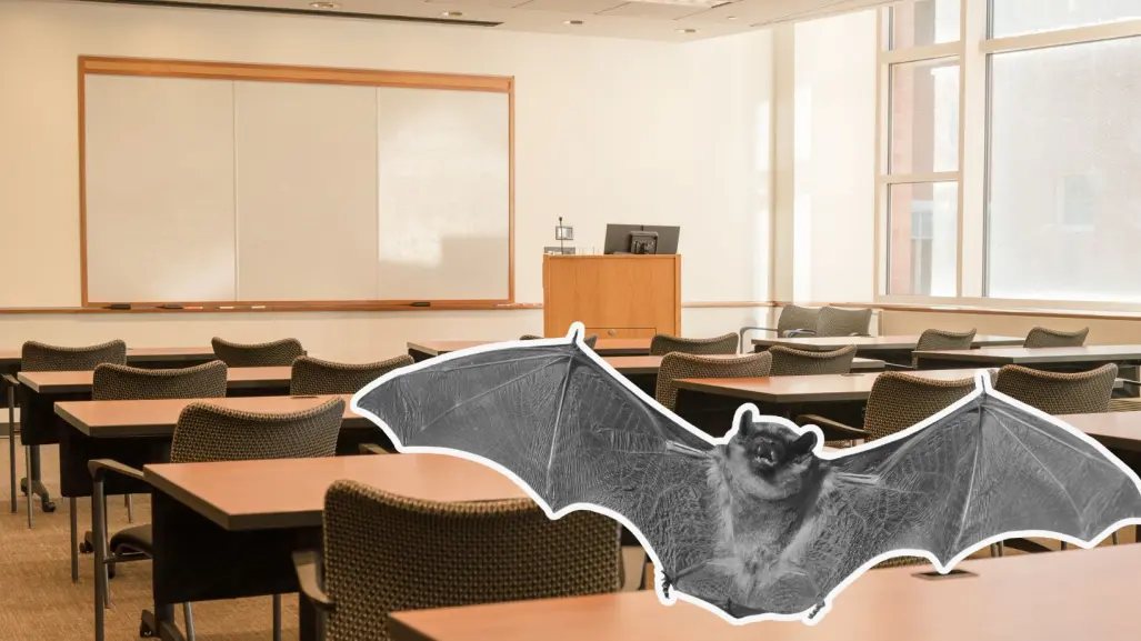 Rescatan a murciélago en escuela del Centro de Torreón