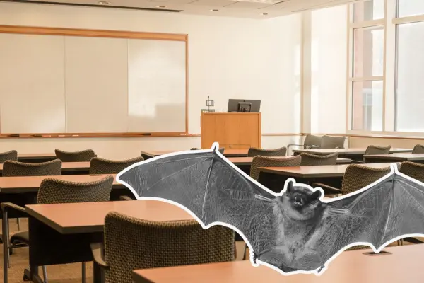 Rescatan a murciélago en escuela del Centro de Torreón