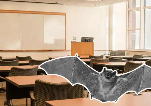 Rescatan a murciélago en escuela del Centro de Torreón