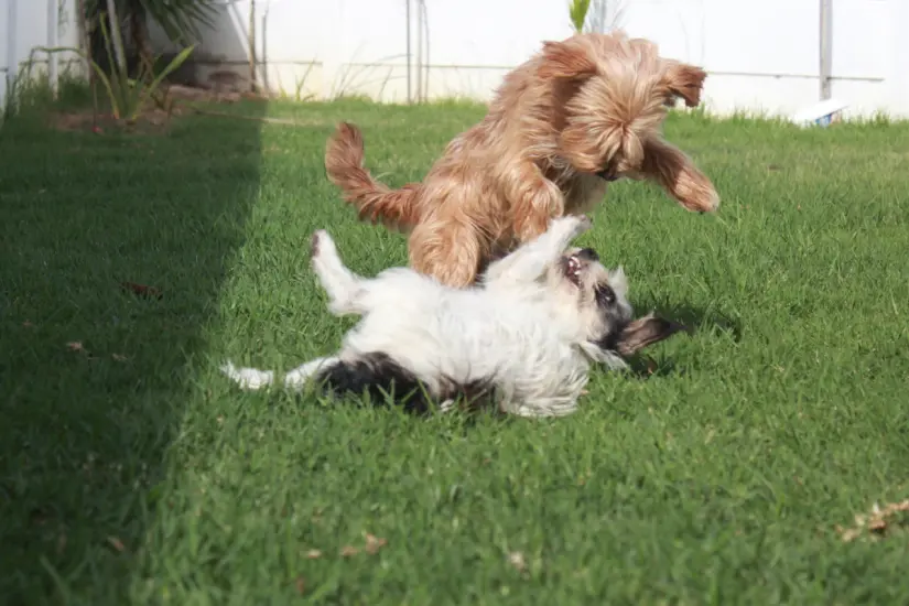 Perritos peleando en un parque. Foto: Canva