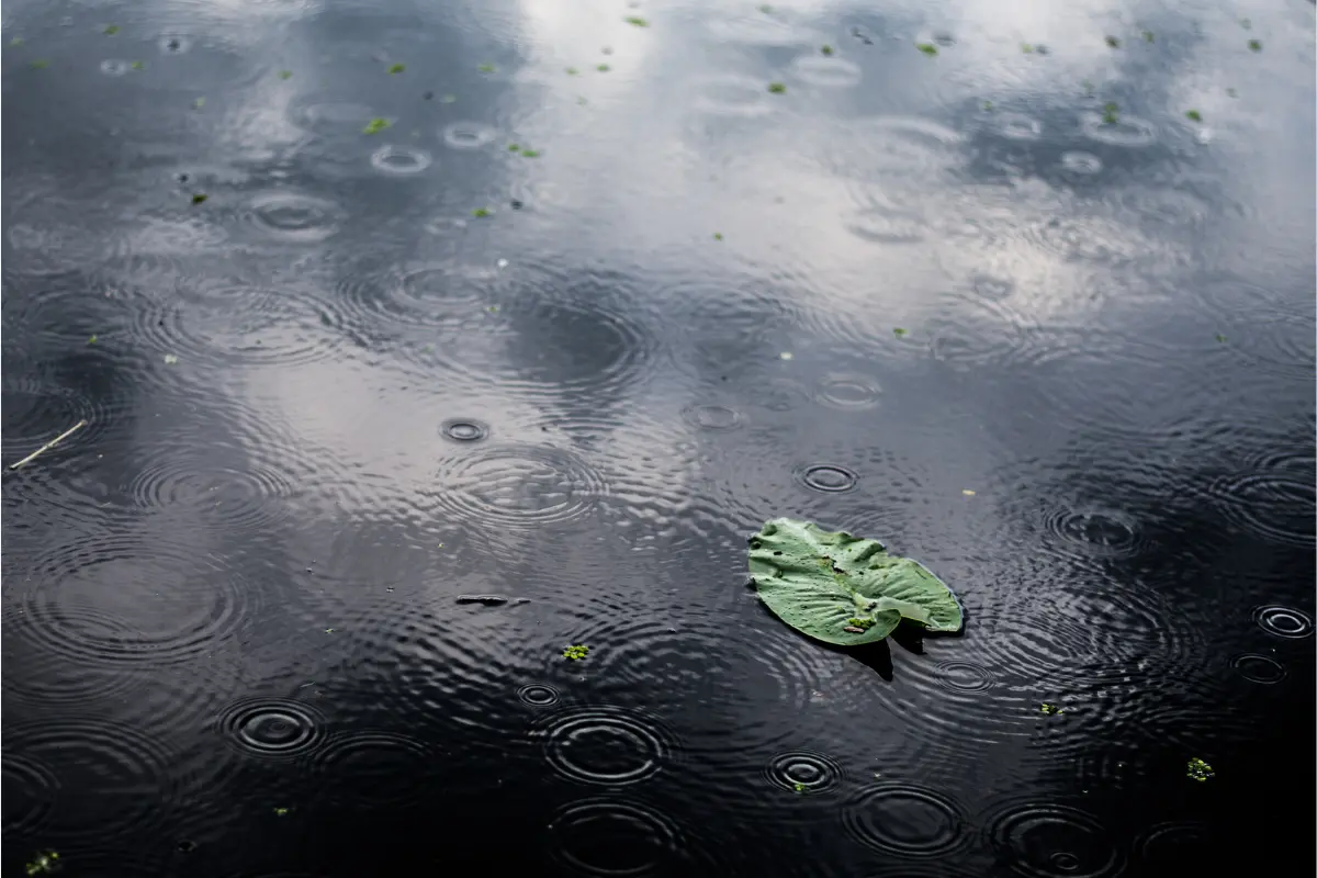 Intervalos de chubascos se esperan para Tamaulipas este 7 de agosto. Foto: Freepik