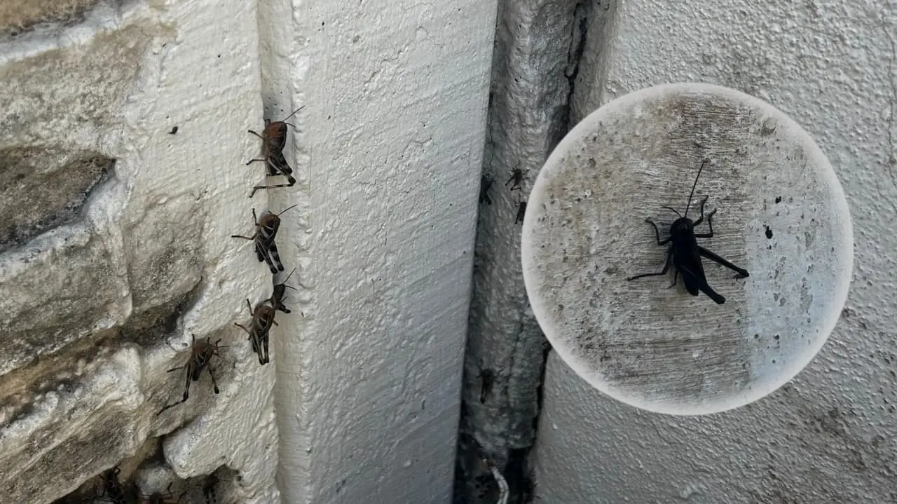 Foto: Alejandro Ávila | Conoce que cultivos de Durango corren peligro por las plagas de chapulines según los expertos.