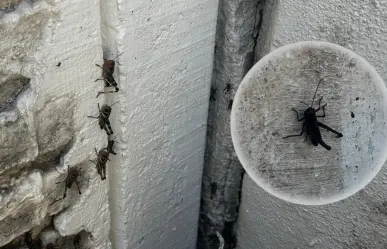 Estos son los cultivos de Durango más susceptibles a los chapulines, según los expertos
