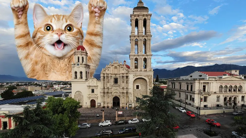 Día del michi en Saltillo, estas son las actividades planeadas para el fin de semana