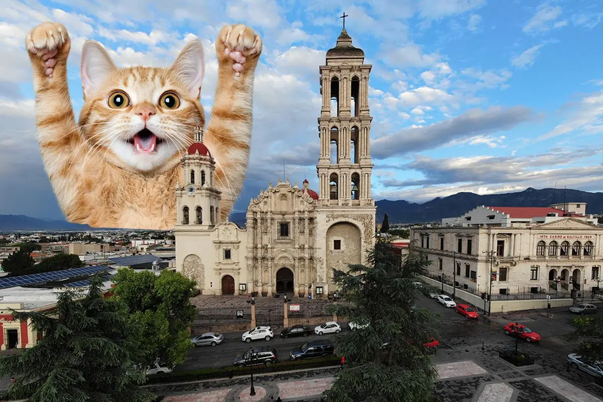 Así celebrarán el Día del Michi en Saltillo / Foto: Archivo POSTA MX | Canva
