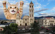 Día del michi en Saltillo, estas son las actividades planeadas para el fin de semana