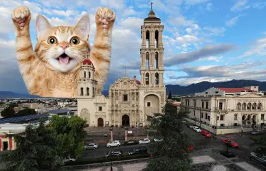 Día del michi en Saltillo, estas son las actividades planeadas para el fin de semana
