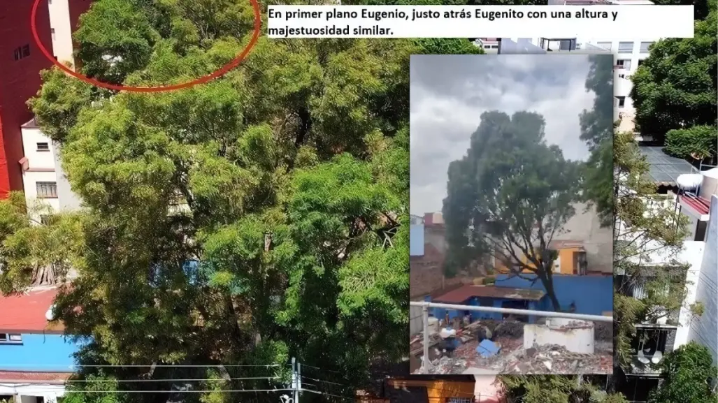 Talan a Eugenito, el fresno que vecinos intentaron salvar en la Benito Juárez, CDMX
