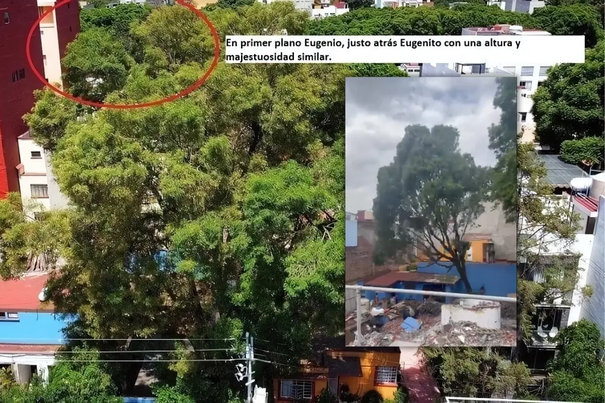 Eugenito el fresno que vecinos intentaron salvar en la Benito Juárez, CDMX.     Foto: Change.org | SS de @LBallesterosM