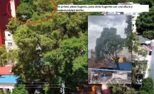 Talan a Eugenito, el fresno que vecinos intentaron salvar en la Benito Juárez, CDMX