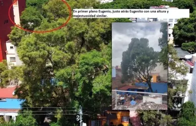 Talan a Eugenito, el fresno que vecinos intentaron salvar en la Benito Juárez, CDMX