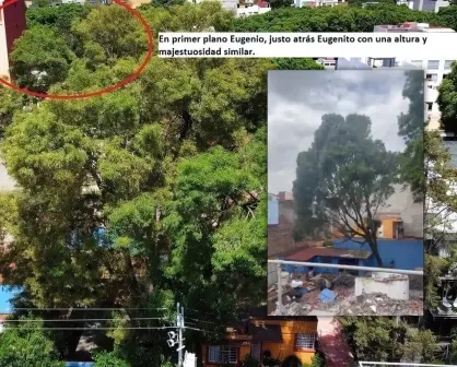Talan a Eugenito, el fresno que vecinos intentaron salvar en la Benito Juárez, CDMX