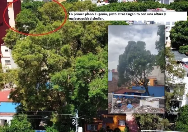 Talan a Eugenito, el fresno que vecinos intentaron salvar en la Benito Juárez, CDMX