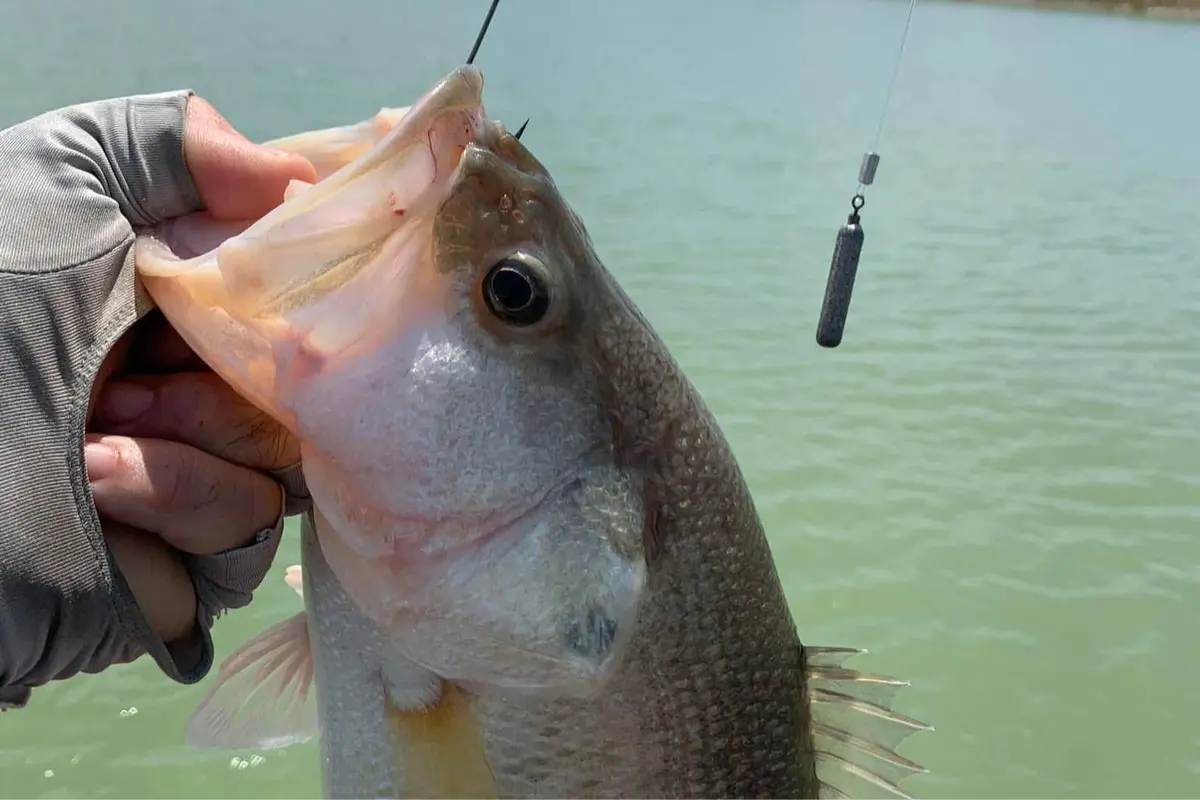 Todo listo para el torneo de pesca Orgullo Tec Madero a celebrarse el próximo 6 de septiembre en el sur de Tamaulipas. Foto: Axel Hassel