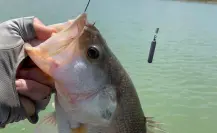 Este torneo de pesca regional promete ser uno de los más grandes de Tamaulipas