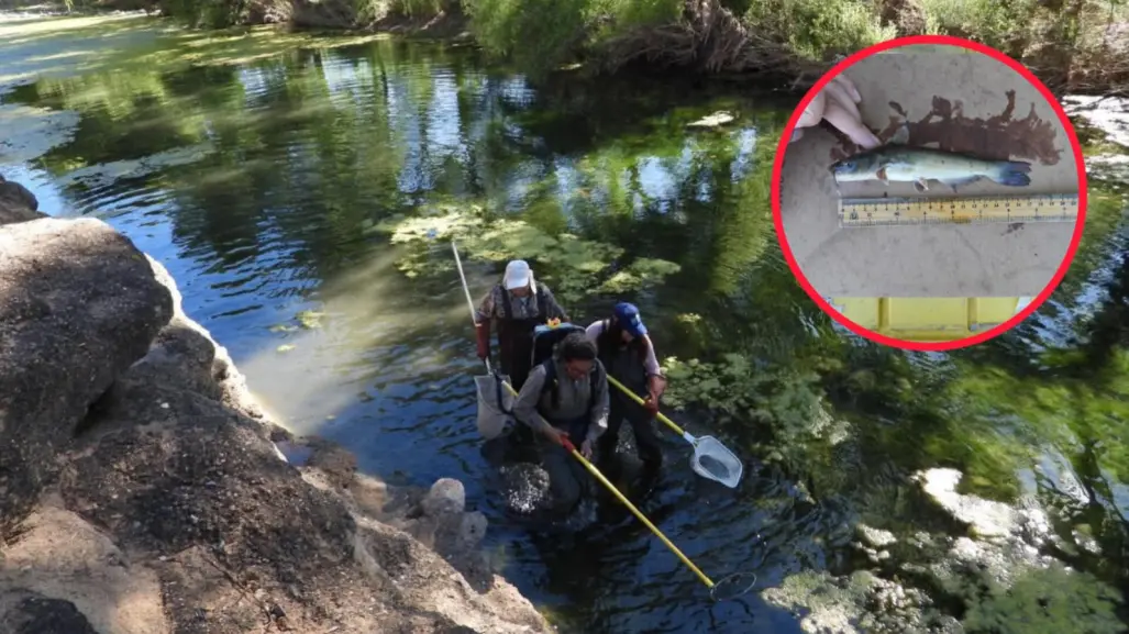Descubren en el río Nazas de Durango un pez que estuvo oculto 5 millones de años