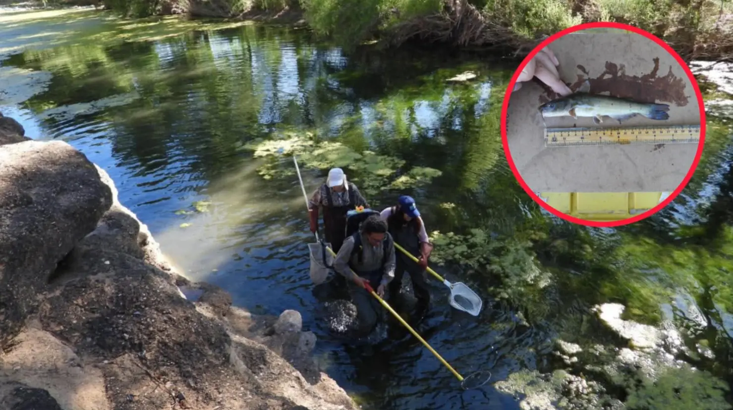 Foto: Facebook/Facultad De Ciencias Biológicas UJED | Un pez que estuvo oculto por 5 millones de años, es descubierto en el río Nazas de Durango.