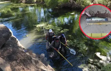 Descubren en el río Nazas de Durango un pez que estuvo oculto 5 millones de años