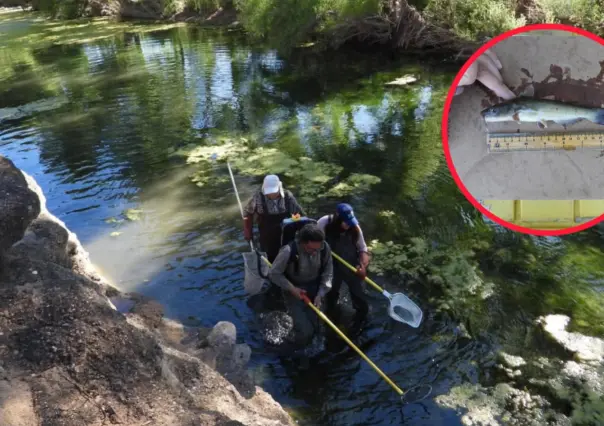 Descubren en el río Nazas de Durango un pez que estuvo oculto 5 millones de años