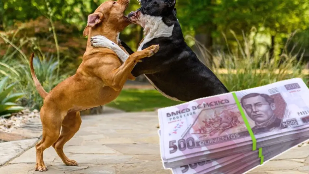 Montapeleas en CDMX: así operan los extorsionadores con peleas de perros
