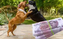 Montapeleas en CDMX: así operan los extorsionadores con peleas de perros