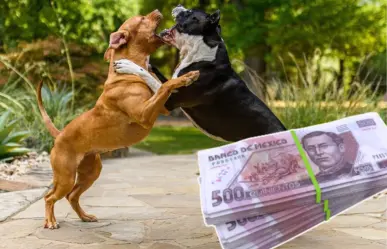 Montapeleas en CDMX: así operan los extorsionadores con peleas de perros