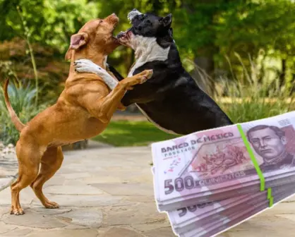 Montapeleas en CDMX: así operan los extorsionadores con peleas de perros