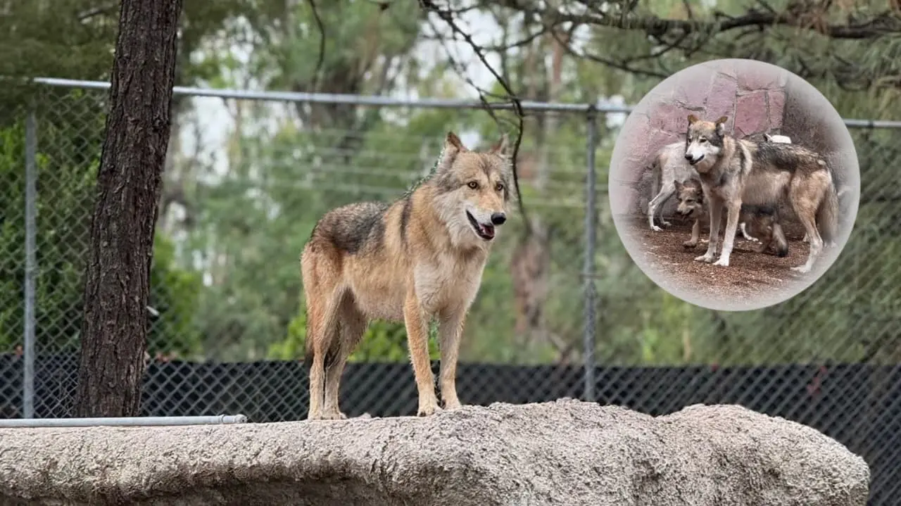 Foto: Facebook/ Zoologico Sahuatoba Durango | Conoce cual es la razón de que el lobo mexicano y la razón por la que el Gobierno eligió a Durango para su reintroducción.