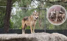 El lobo mexicano y la razón por la que el Gobierno eligió a Durango para su reintroducción