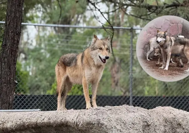 El lobo mexicano y la razón por la que el Gobierno eligió a Durango para su reintroducción