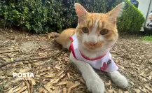 De callejero a héroe: la historia de Cruzberto, el gato de la Cruz Roja en Toluca