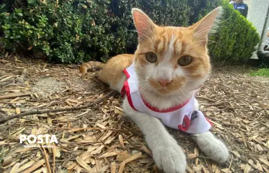 De callejero a héroe: la historia de Cruzberto, el gato de la Cruz Roja en Toluca