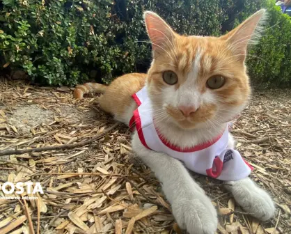 De callejero a héroe: la historia de Cruzberto, el gato de la Cruz Roja en Toluca