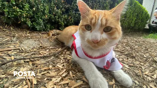 De callejero a héroe: la historia de Cruzberto, el gato de la Cruz Roja en Toluca