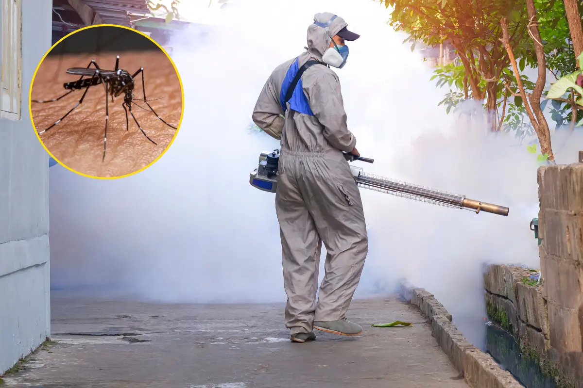 Este insecto se reproduce en recipientes con agua limpia, como botellas, cubetas, tinacos, bebederos de animales o llantas abandonadas./Foto: Canva