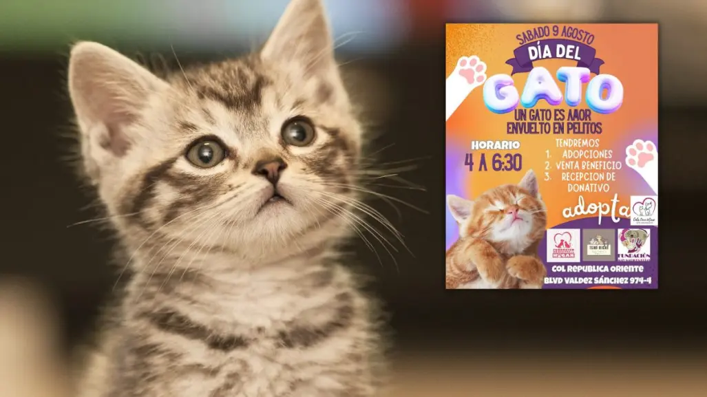 ¿Dónde será la jornada de adopciones por el Día Internacional del Gato en Saltillo?