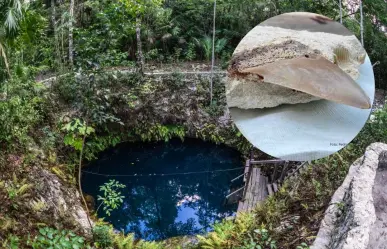 Encuentran dientes de megalodón en cenote de Quintana Roo y los exhiben en museo