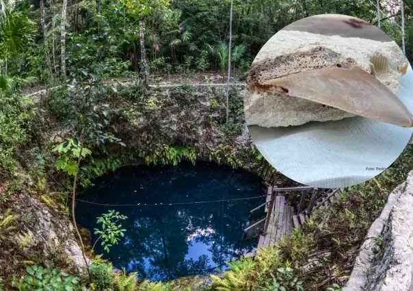 Encuentran dientes de megalodón en cenote de Quintana Roo y los exhiben en museo