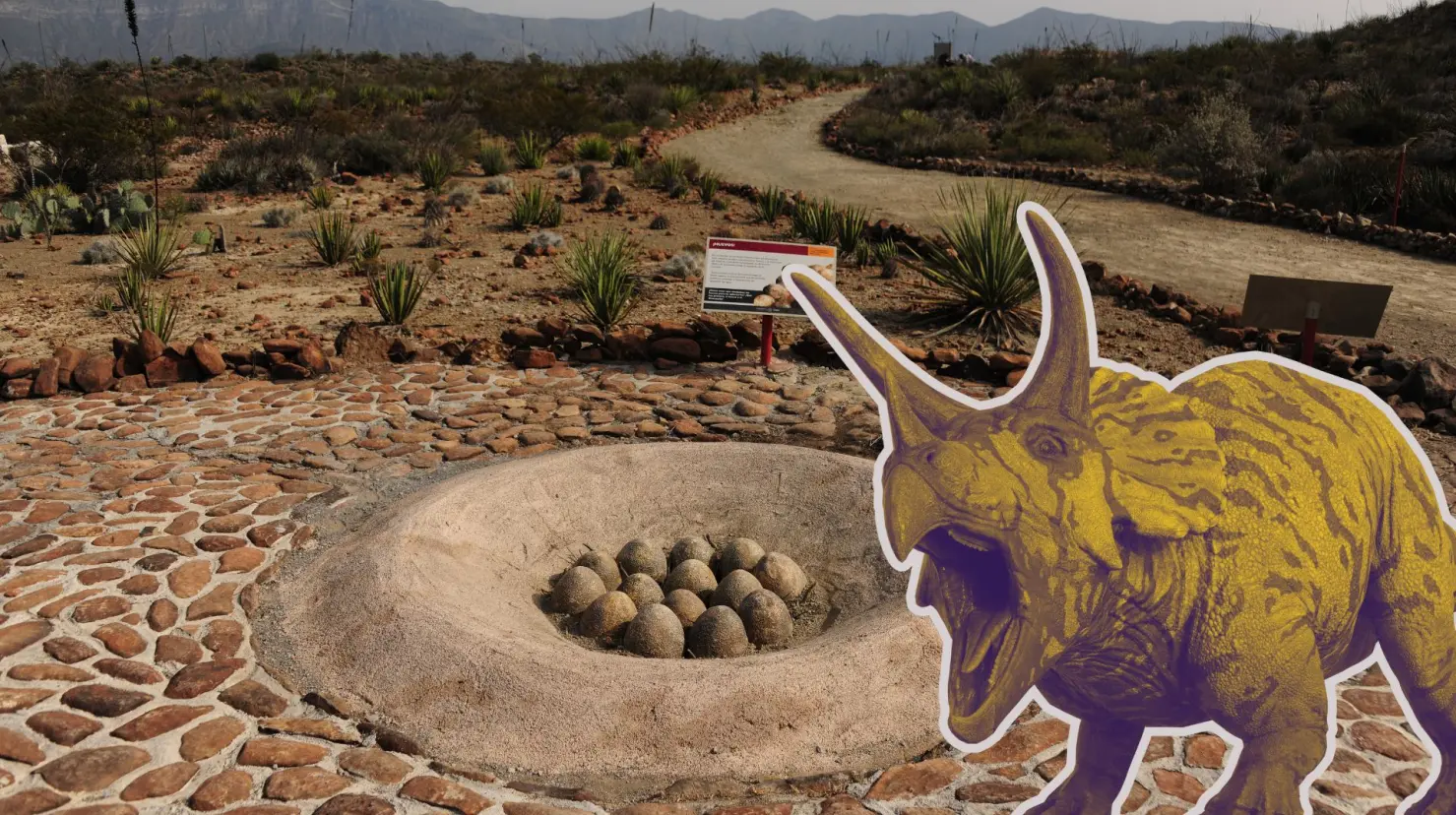 Este lugar en Coahuila es único para ver fósiles de dinosaurios. (Fotografía: MXC)