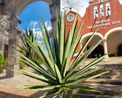 3 haciendas de Yucatán que destacaron en la época de oro del henequén