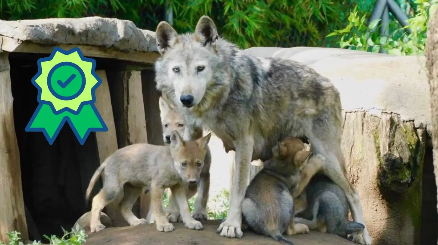 Recientemente nacieron cuatro crías del linaj Aragon en un zoológico de la Ciudad de México. Foto: Cortesía.