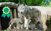 ¿Qué es el linaje Aragón y por qué es clave para que el lobo mexicano vuelva a Durango?