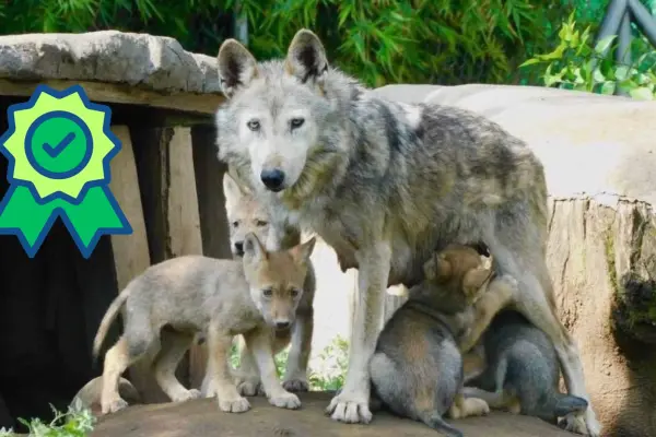 ¿Qué es el linaje Aragón y por qué es clave para que el lobo mexicano vuelva a Durango?