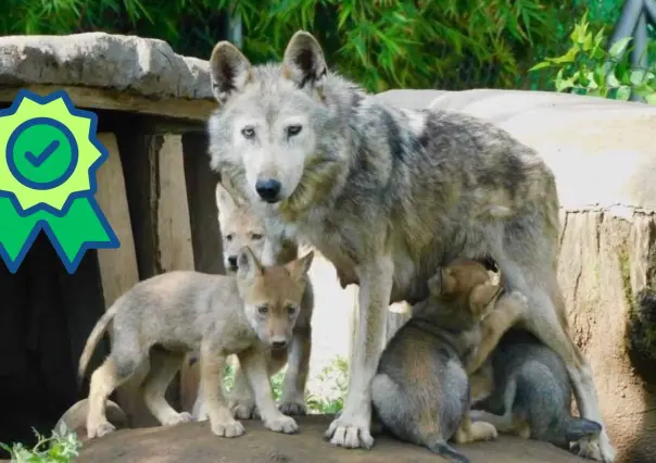 ¿Qué es el linaje Aragón y por qué es clave para que el lobo mexicano vuelva a Durango?