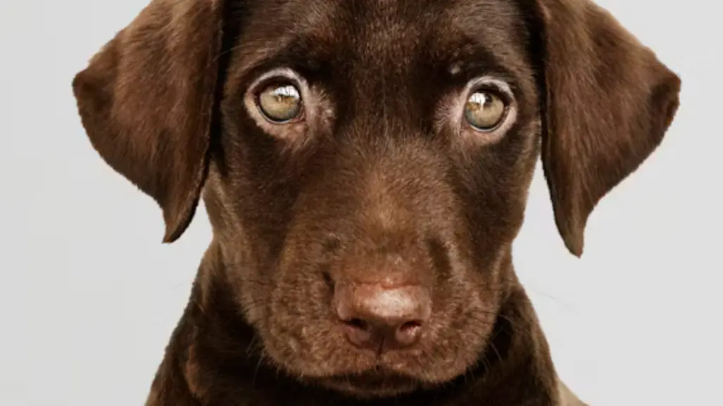 Así puedes adoptar a un perrito en Ciudad Victoria
