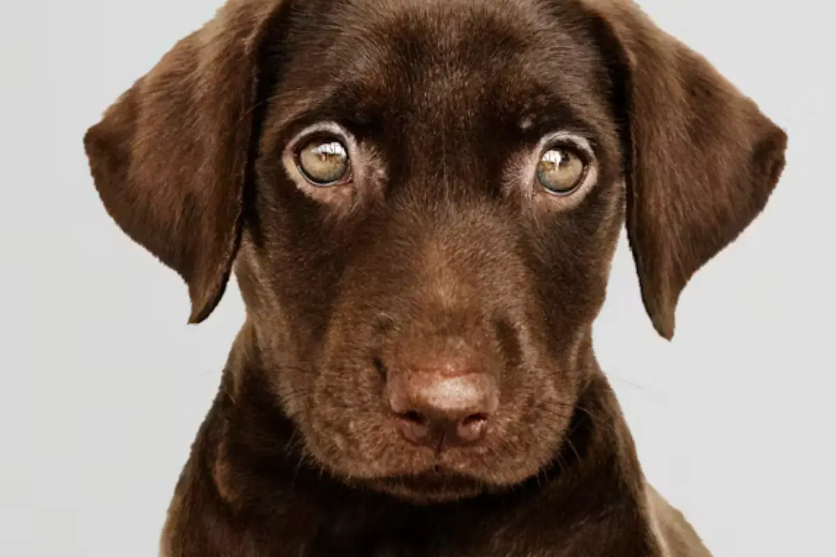 Descubre cómo adoptar un perrito en Ciudad Victoria en la jornada del refugio Azteca. Encuentra a tu nuevo mejor amigo