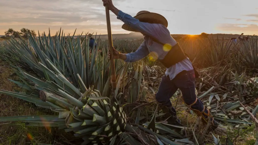 ¿Por qué la Ruta del Mezcal está rescatando el orgullo rural de Tamaulipas?