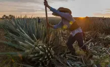 ¿Por qué la Ruta del Mezcal está rescatando el orgullo rural de Tamaulipas?